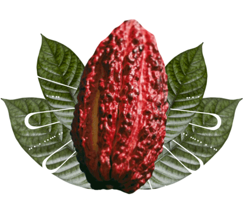 cacao-f